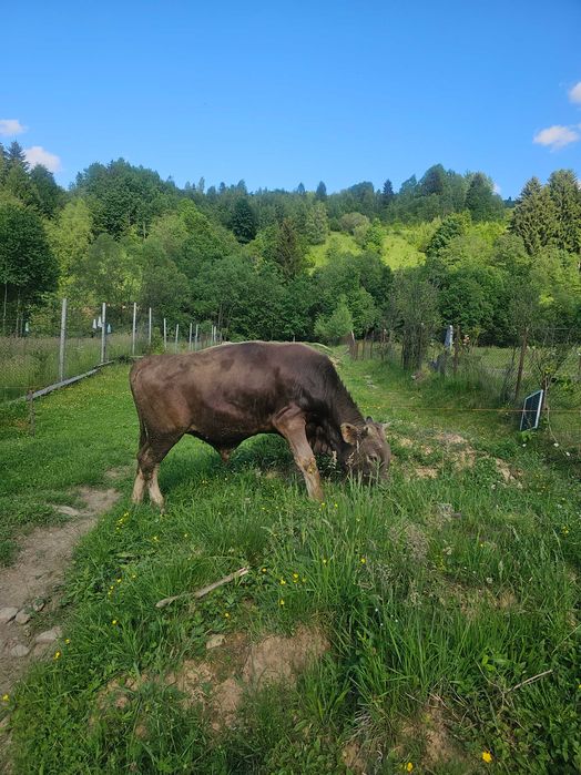Animale domestice