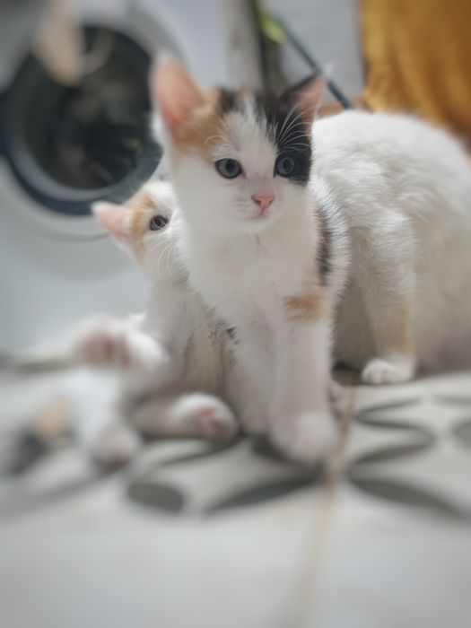 Отдам котят в добрые руки