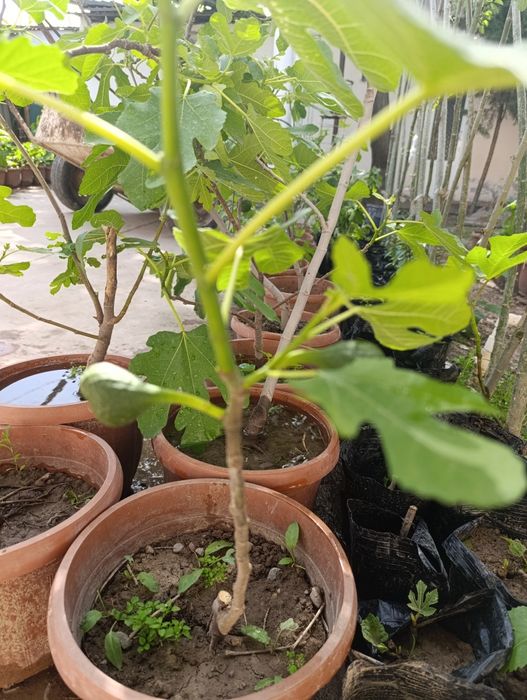 Анжир кучат инжир.. 50минг с