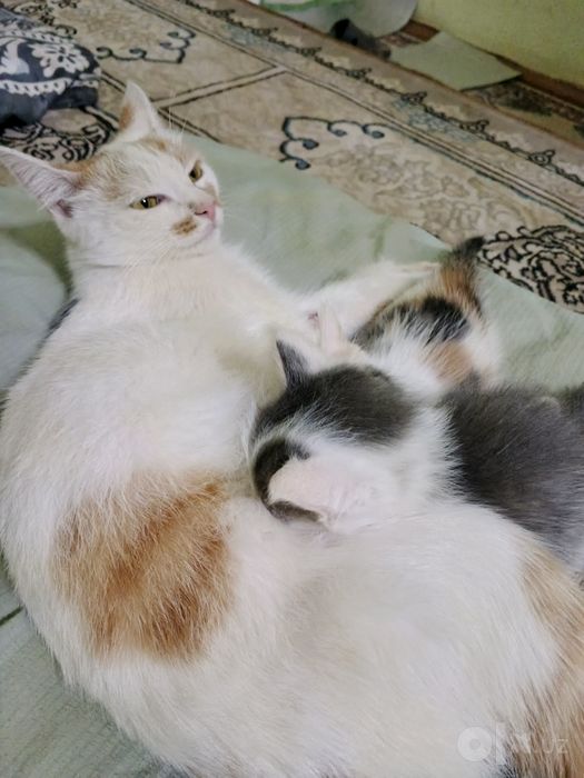 Mushuk sevar yaxshi insonlarga beraman