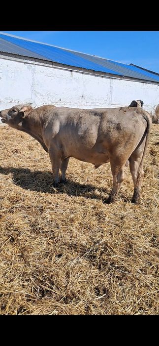 Продам бычков 2-2.5 годовалые.