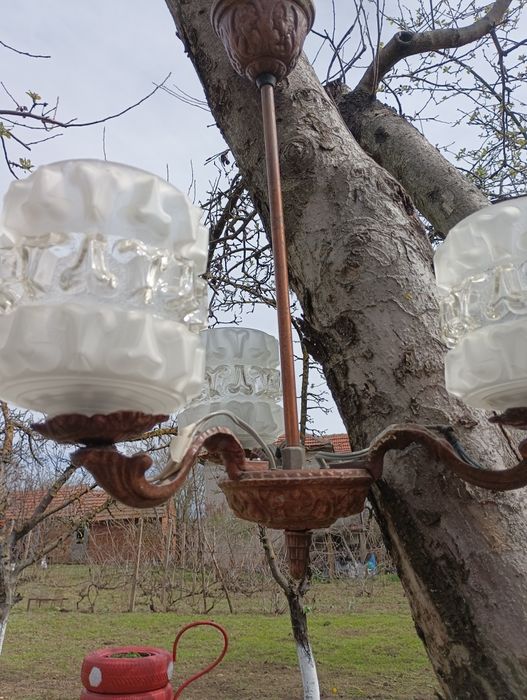 Месинг(меден)полюлей