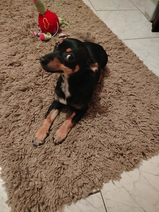 Черен женски пинчер на 3 месеца