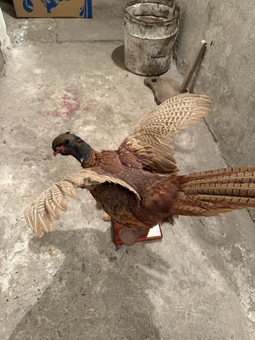 Продавам препариран фазан