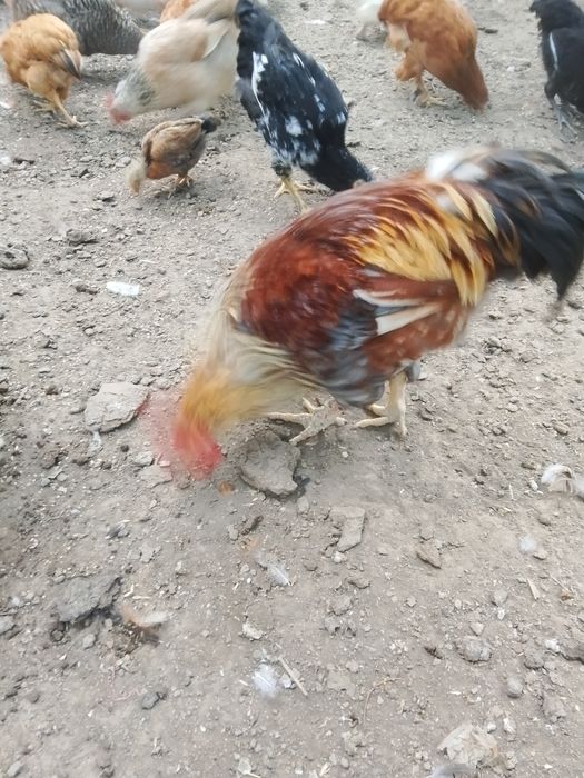 Продаются петухи