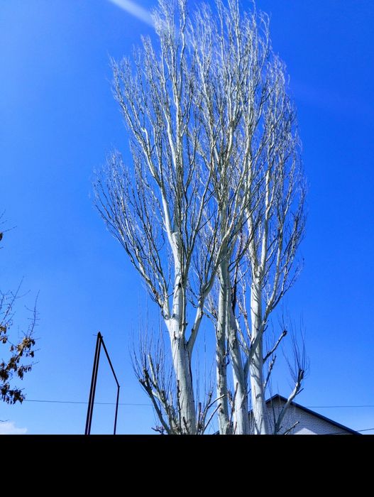 Пилим деревья, сделаем обрезку