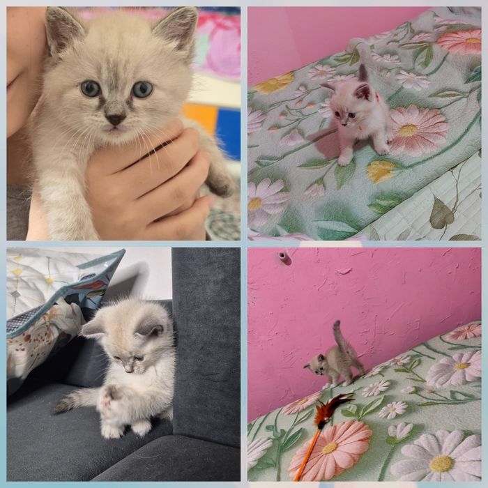Котята девочки Тайские