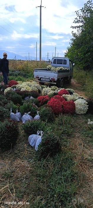 Глобус гуллари сотув бошланди
