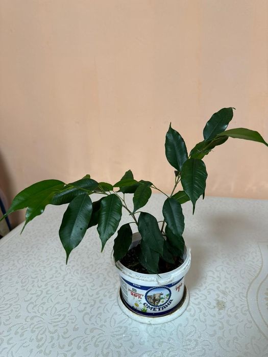Фикус Бенджамина