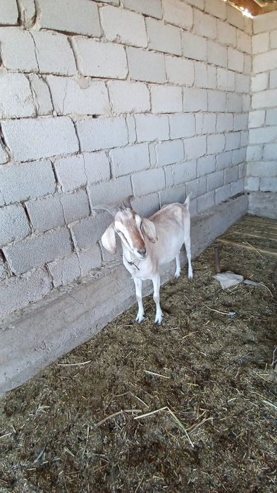 Срочно.  Сутти ешкилер сатылады.