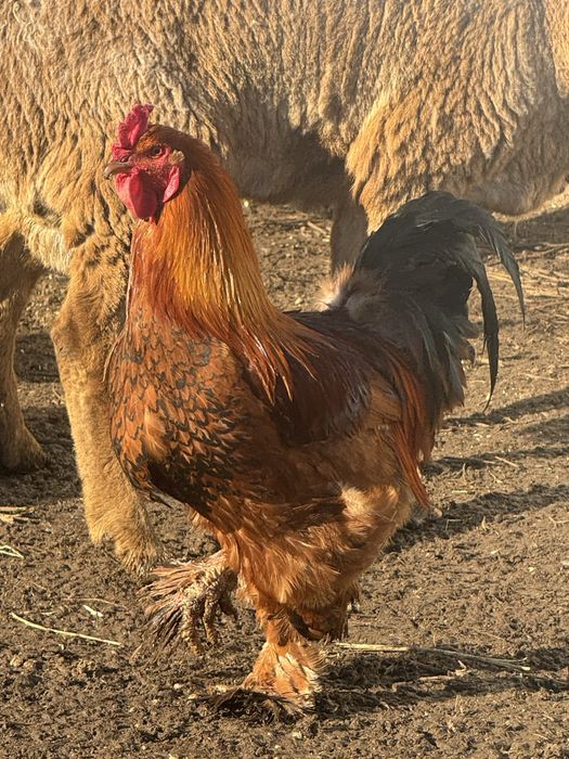 Әтеш сатылады 9 айлық