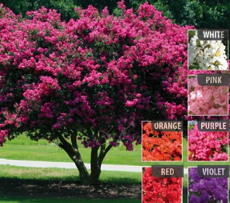 Liliac Indian (Tip Pomisor )