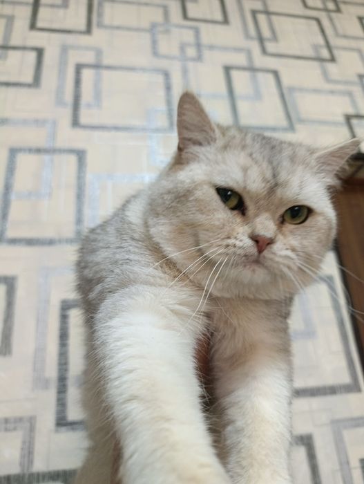 Продаю британскую шиншиллу