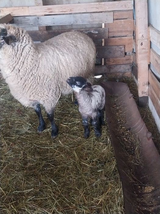 Vând oi  suffolk cu miei