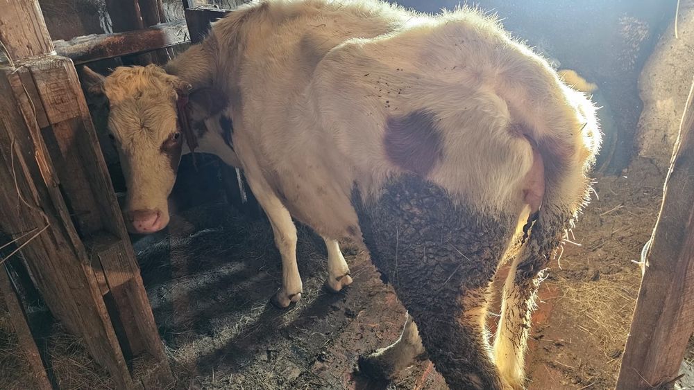 Продам дойных коров и телят