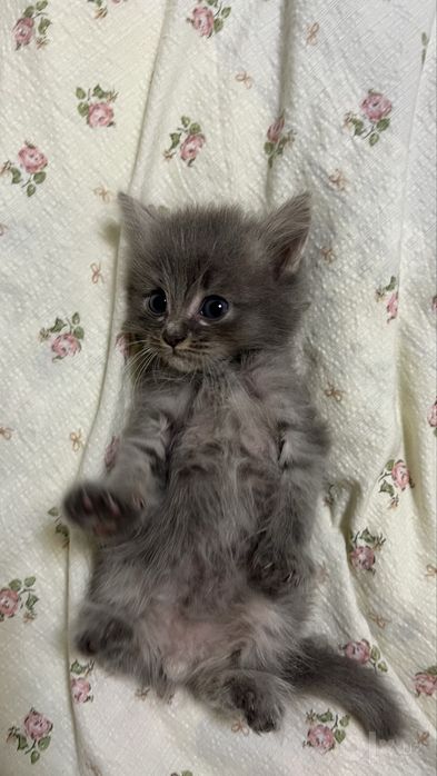 Котенок продается