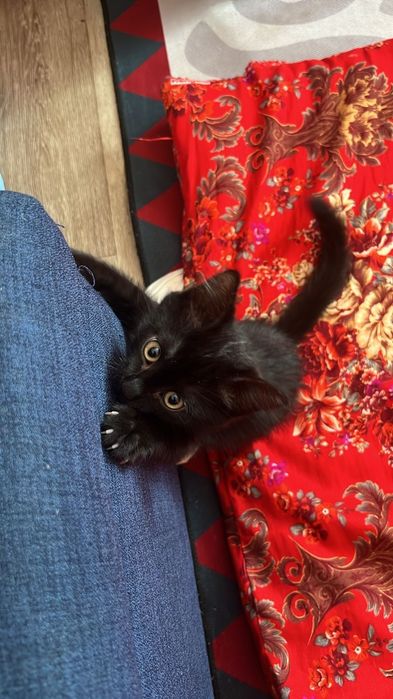 Кошка бесплатная