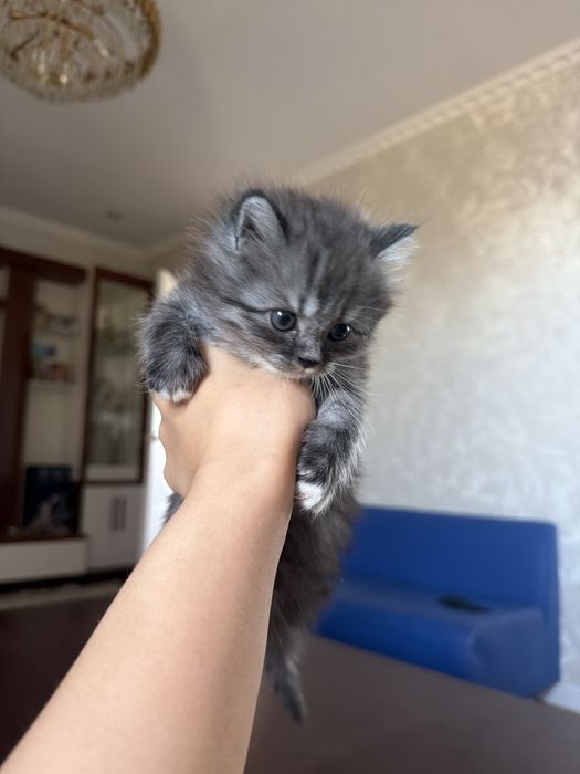 Котята даром 1,5мес