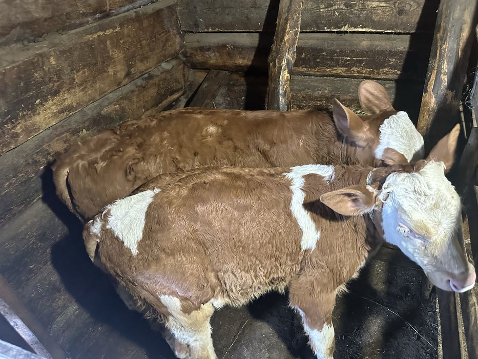 Vand vaca cu doi vitei gemeni