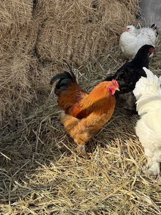 Продам петухов брамы