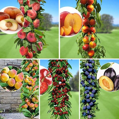 Pomi columnari anul 2/3/4 și 5 direct pe rod