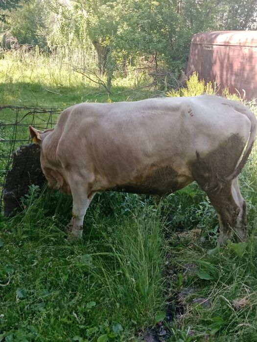 Продам 2 быка.  Возраст 2.5 года