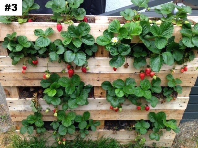 страхотен расад малини