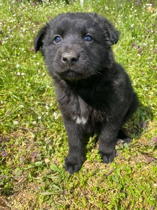 Продавам кученца