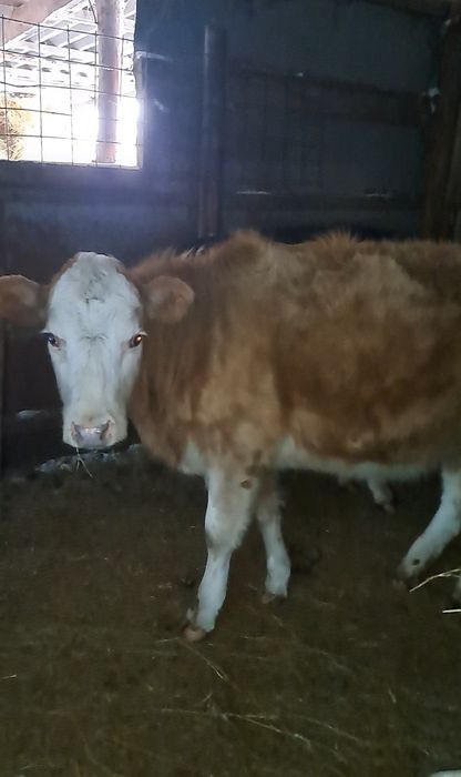 Продам телочку на доращивание