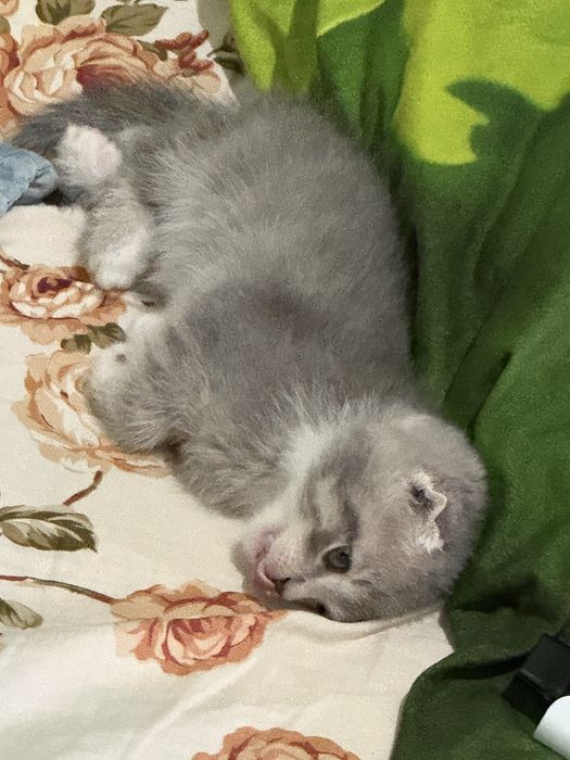 Кошка шотландская