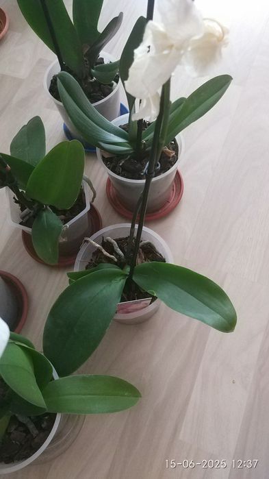 орхидеи и  алое в саксия