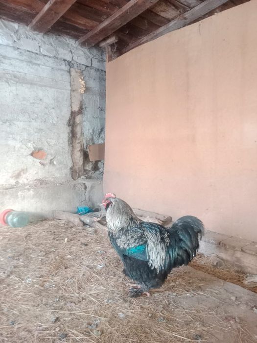 Әтеш Петухи БРАМА