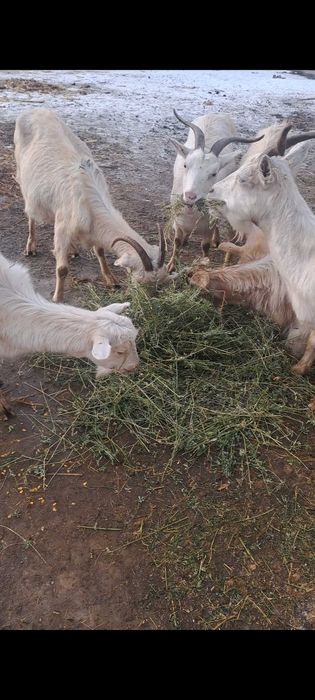 Capre gestante vand sau schimb