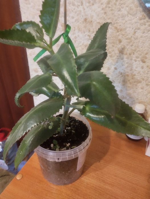Каланхоэ лечебный. Продам.