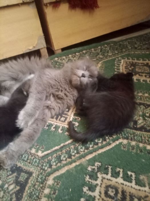 Отдам котят для хорошие руки