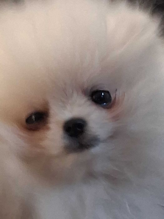 Куче померан момче