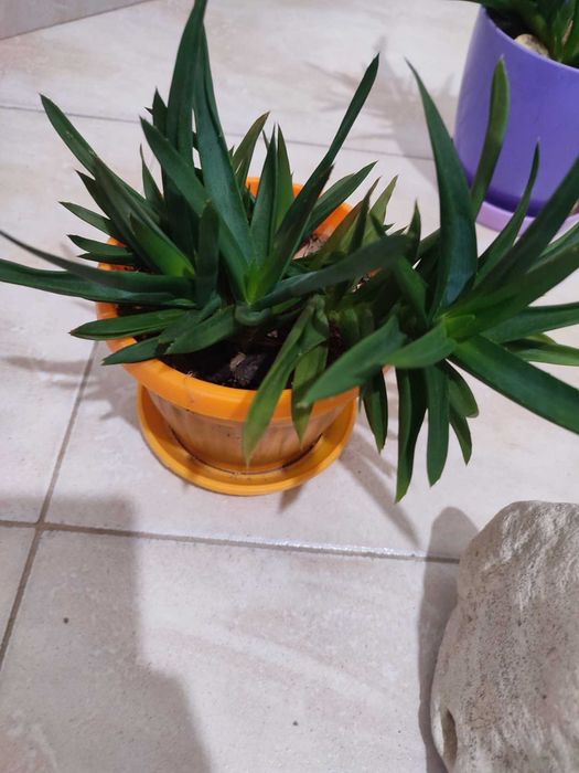 Алое/Aloe вера в саксия за декорация, декоративни растения