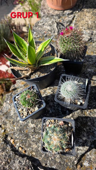 CACTUS de vanzare