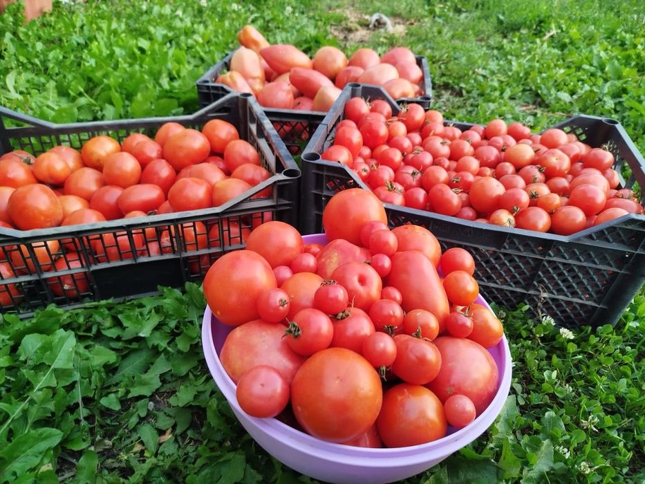 Продам домашние помидоры