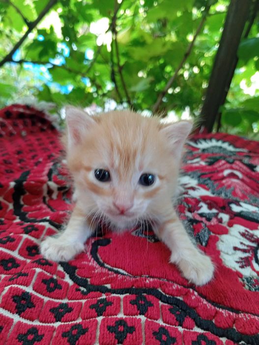Котятки бесплатно, в добрые руки