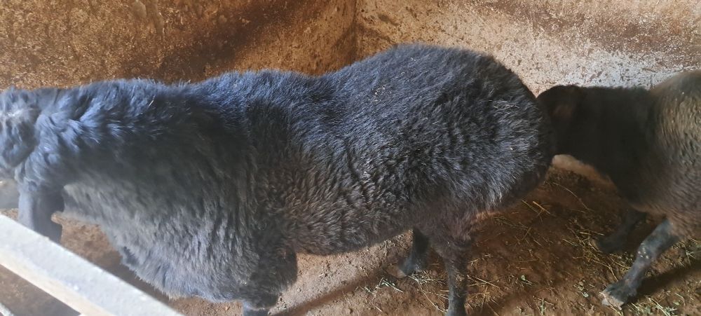 Қўчқор        Сотилади