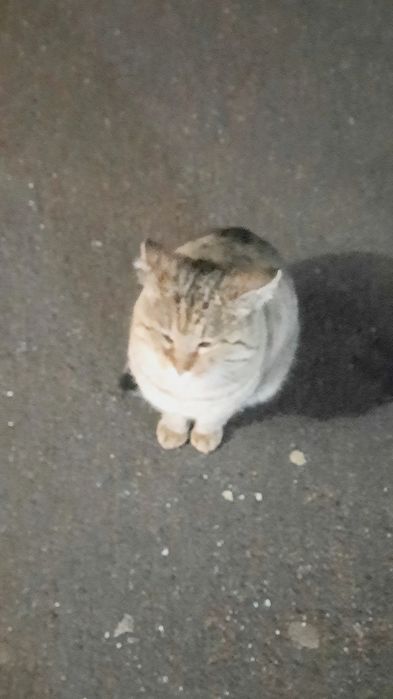 Отдам в добрые руки