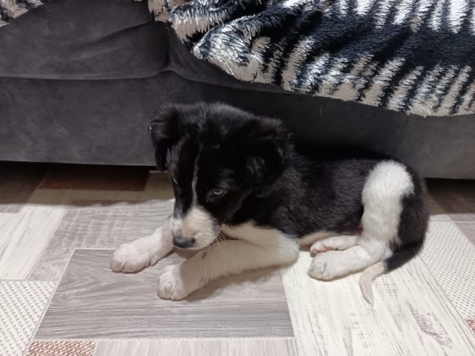 Отдам в хорошие руки