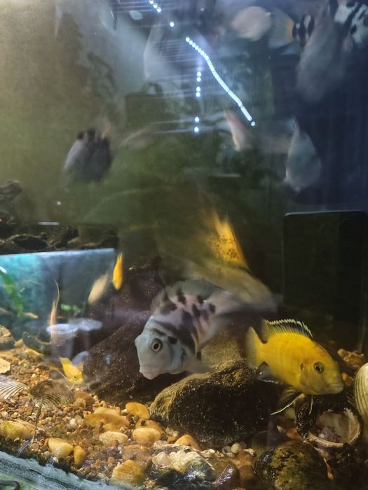 Рыбы цихлиды Еллоу