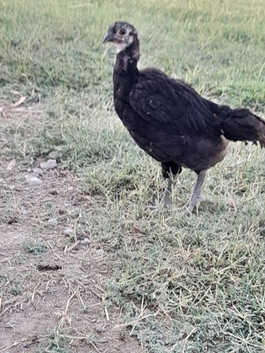 Qorashagzoda jojalar sotiladi