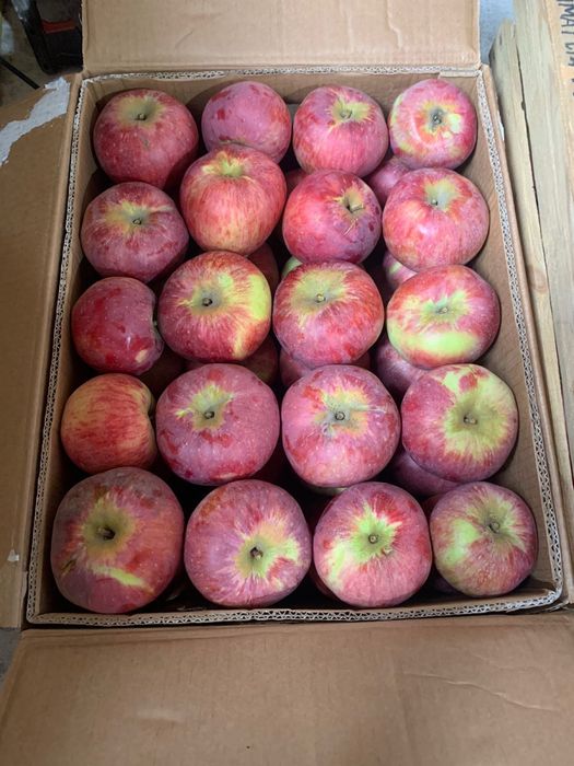 Апорт Алматинский!