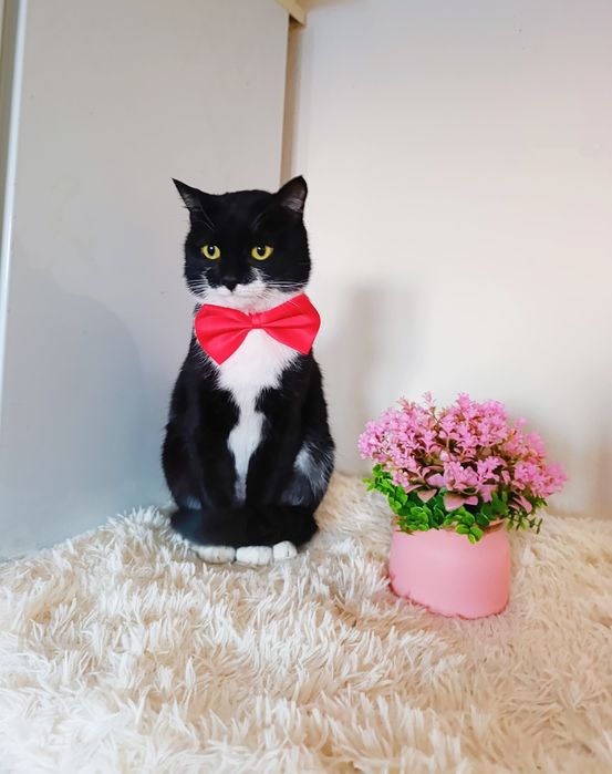 Кот котенок в добрые руки