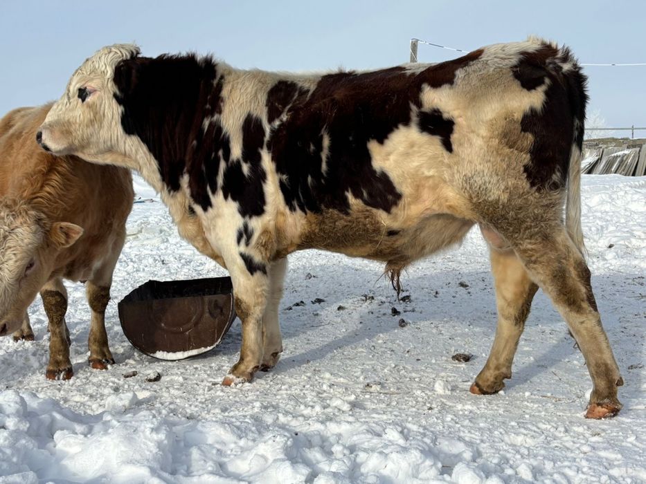 Бычки производители