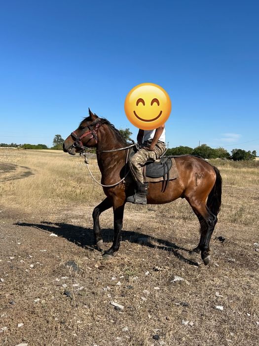 Продам Айғыр(жеребец)