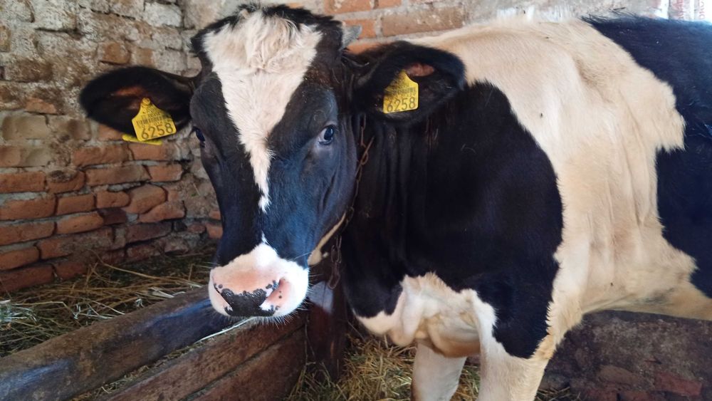 Vitea junincă holstein 7 luni prăsilă